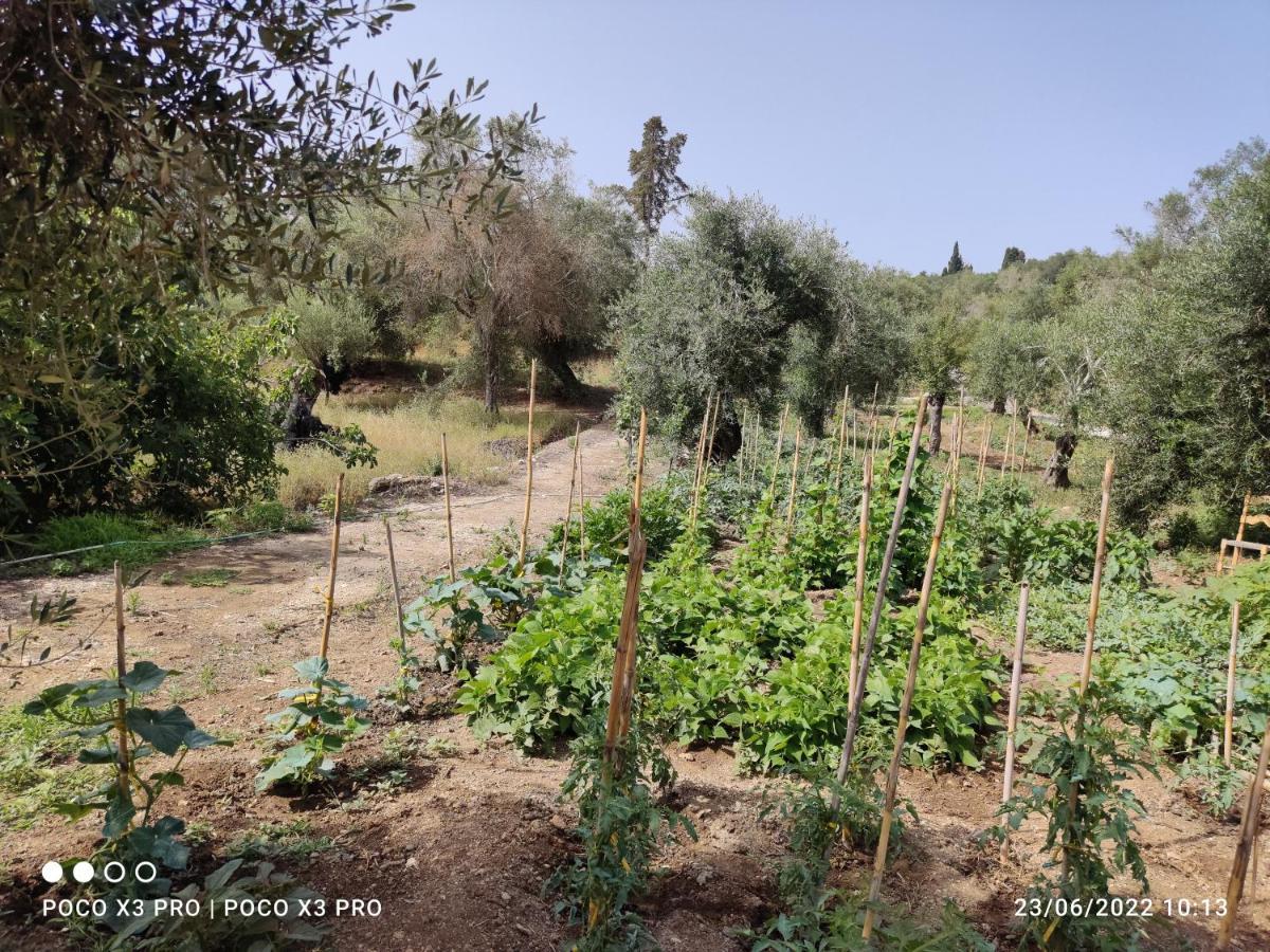 Corfu Oasis Studio Neochorakion Ngoại thất bức ảnh